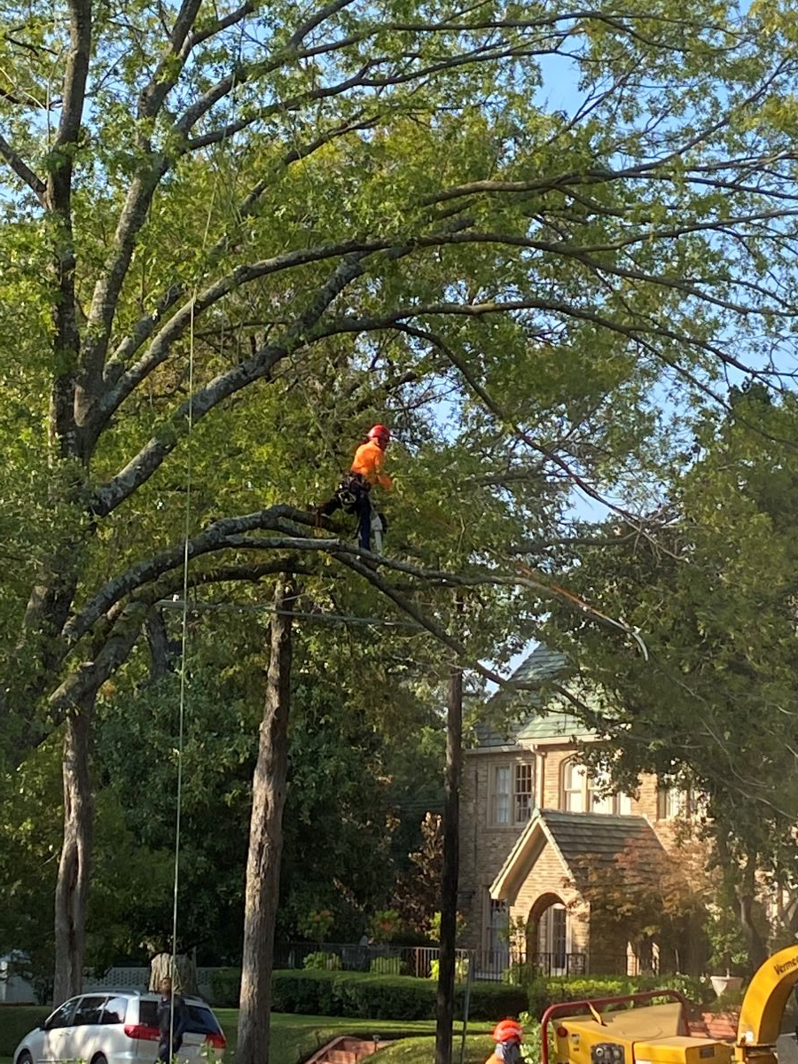 Arborist trimming tree branches; wearing orange safety gear. House in background, sunny day.
