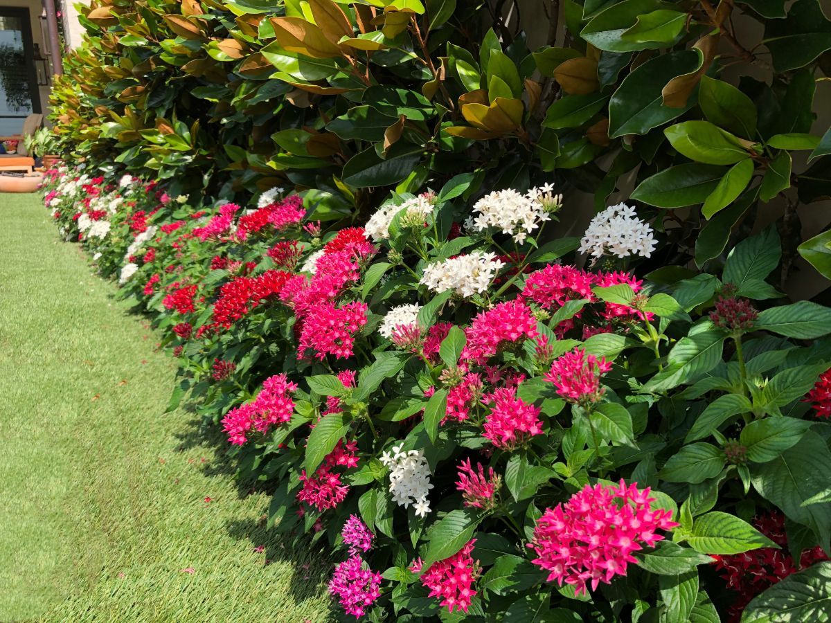 A flower bed of red, pink, and white flowers in front of green grass and bushes.