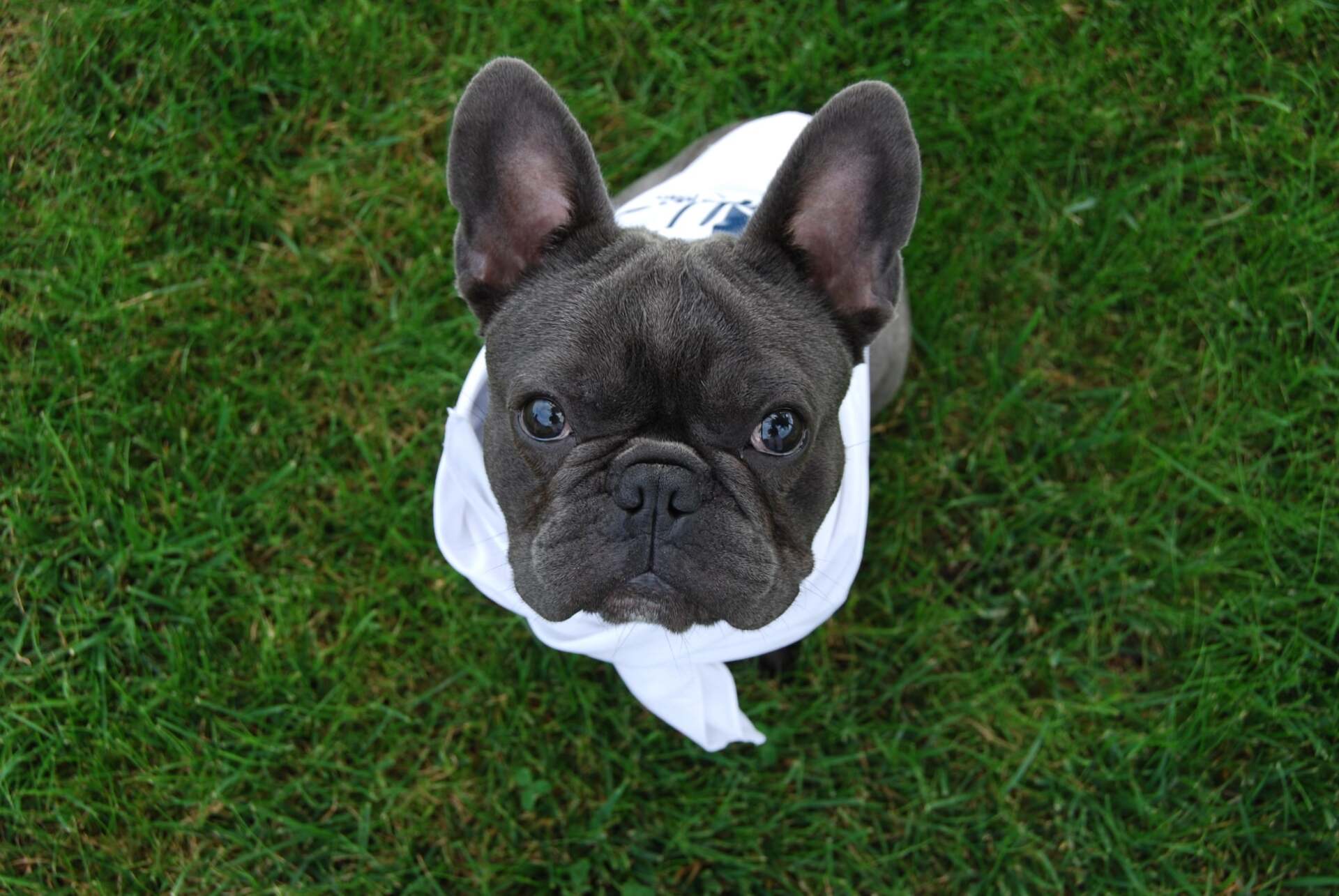 A french bulldog with a bandage on its head is sitting in the grass.