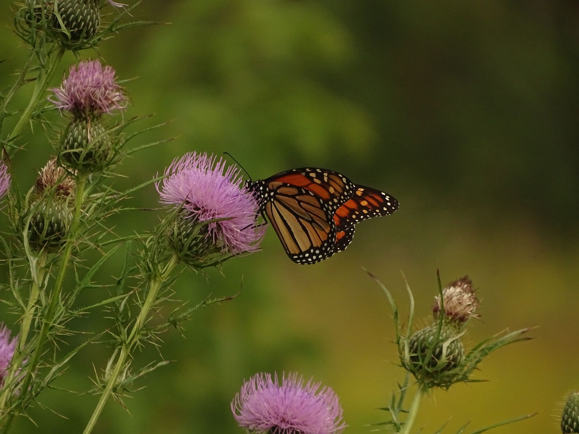 A monarch butterfly is sitting on a purple flower.