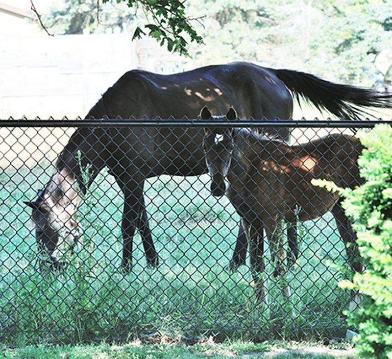Horses Inside Fence — Modesto, CA — Garys Fencing And Wire Supplies