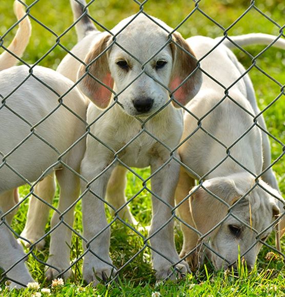 Dogs Inside Fence — Modesto, CA — Garys Fencing And Wire Supplies