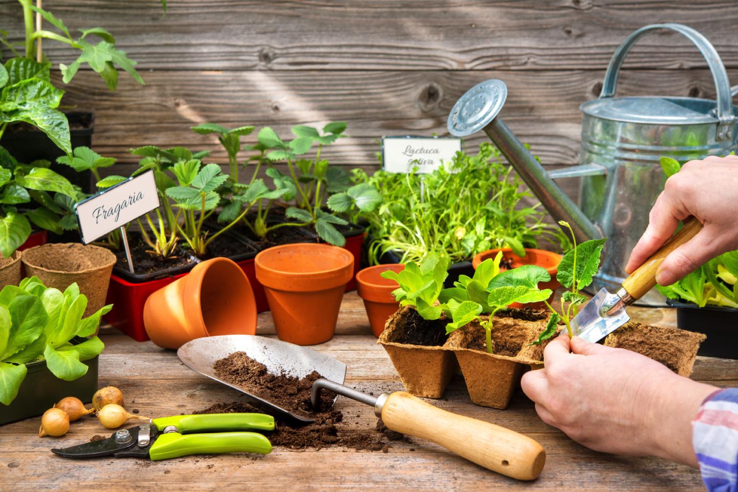 piantine per il giardino