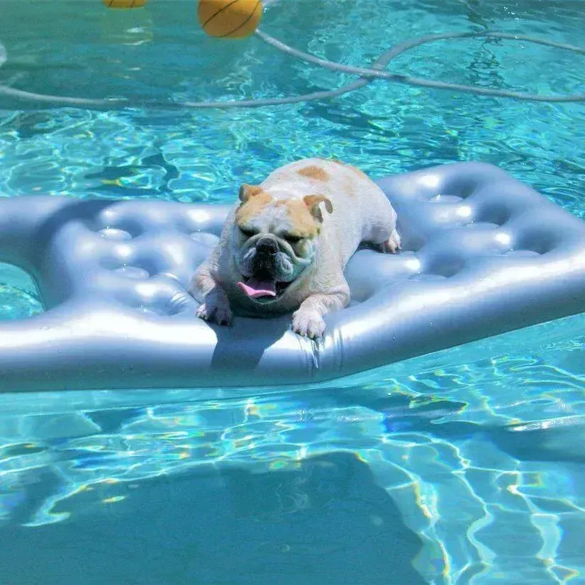 A dog is laying on an inflatable mattress in a swimming pool.