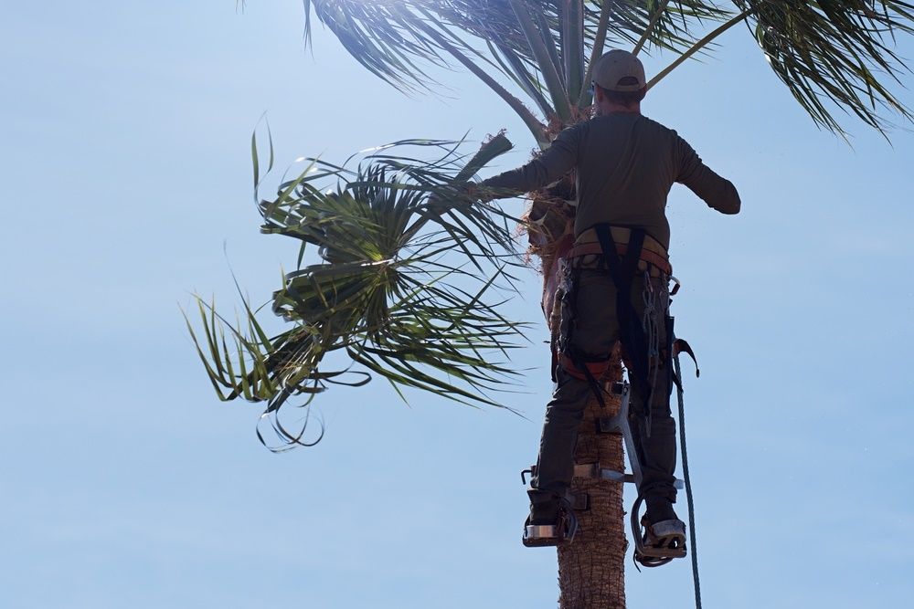 A Man Is Climbing A Palm Tree With A Chainsaw — Tropical Tree Solutions in Tablelands, QLD