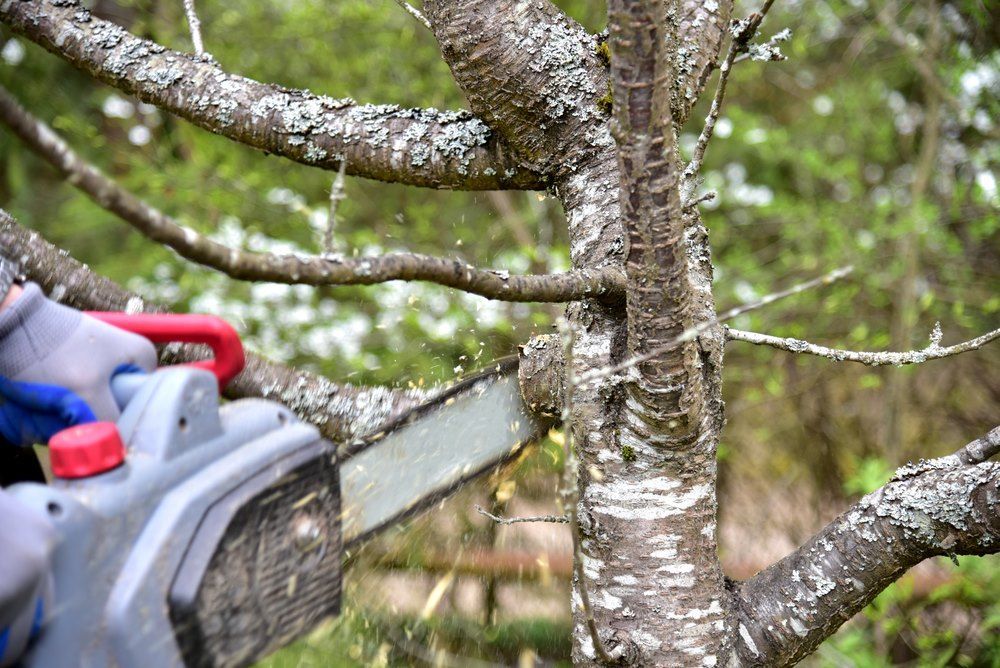 A Person Is Cutting A Tree With A Chainsaw — Tropical Tree Solutions in Innisfail, QLD