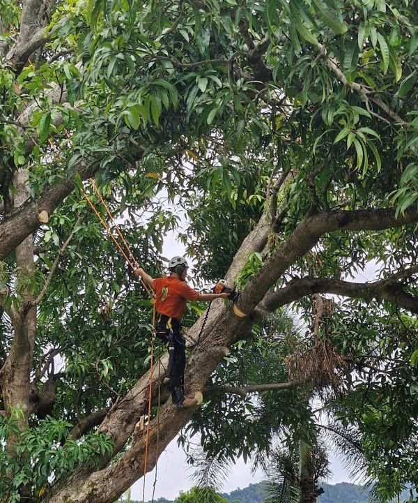 A Man Is Climbing A Tree With A Rope — Tropical Tree Solutions in Machans Beach, QLD