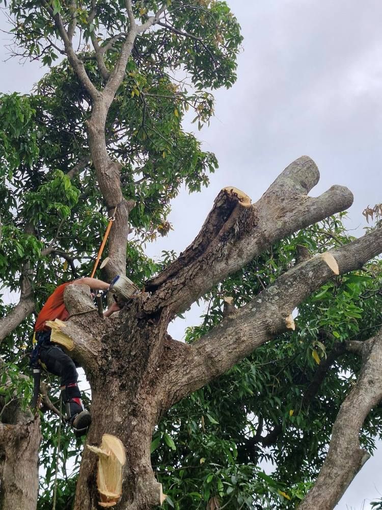 A Man Is Cutting Down A Tree With A Chainsaw — Tropical Tree Solutions in Machans Beach, QLD