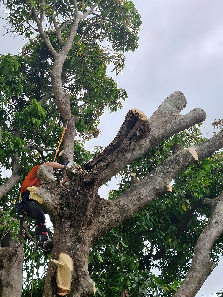 A Person Cutting a Tree Branch with a Chainsaw, Secured by a Rope — Tropical Tree Solutions in Machans Beach, QLD