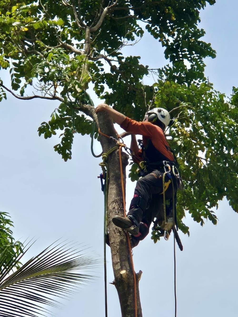 A Man is Climbing a Tree With Ropes and a Helmet on — Tropical Tree Solutions in Machans Beach, QLD