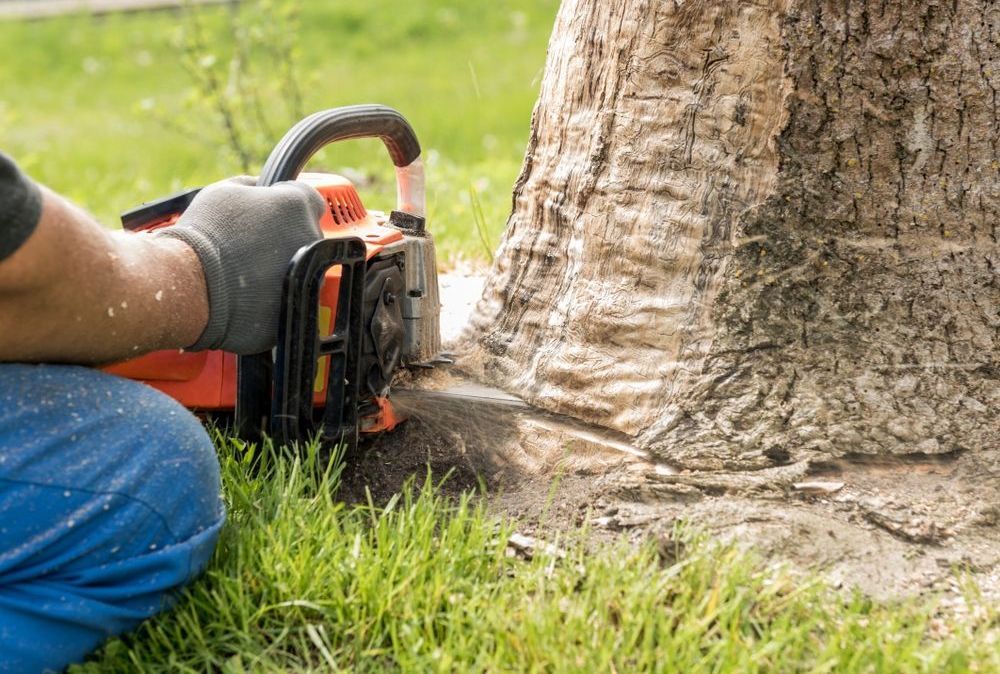 A Man is Cutting a Tree With a Chainsaw — Tropical Tree Solutions in Machans Beach, QLD