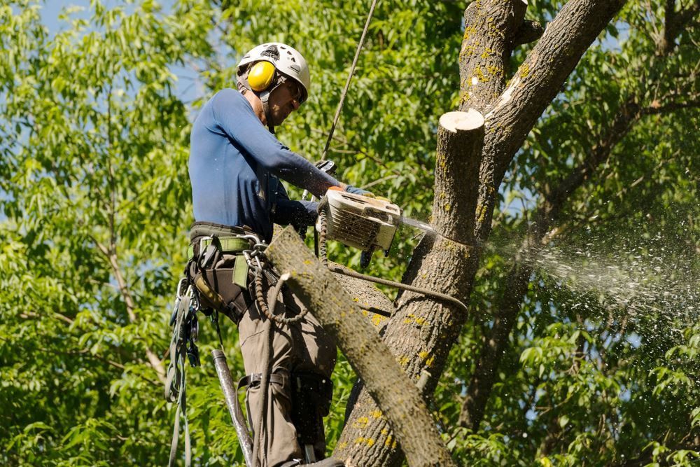 A Man is Cutting a Tree With a Chainsaw — Tropical Tree Solutions in Machans Beach, QLD
