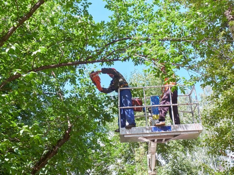 Two People Trimming Tree Branches From a Lift Platform, Blue Sky, Green Foliage — Tropical Tree Solutions in Machans Beach, QLD