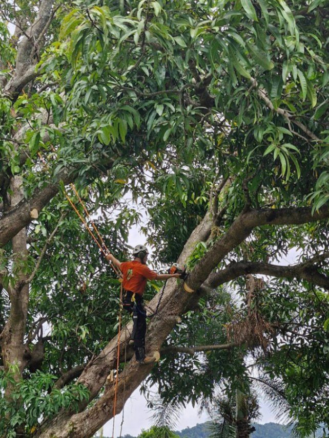 Arborist Pruning a Tree