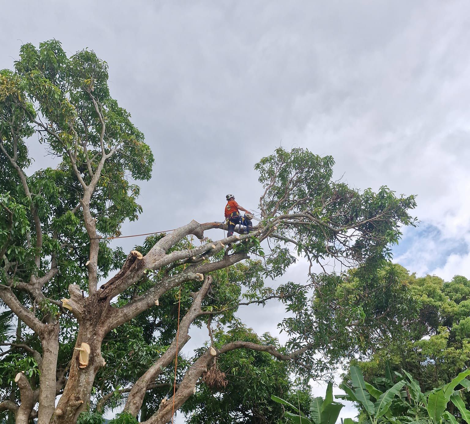 Arborist With Harness Cutting A Tree