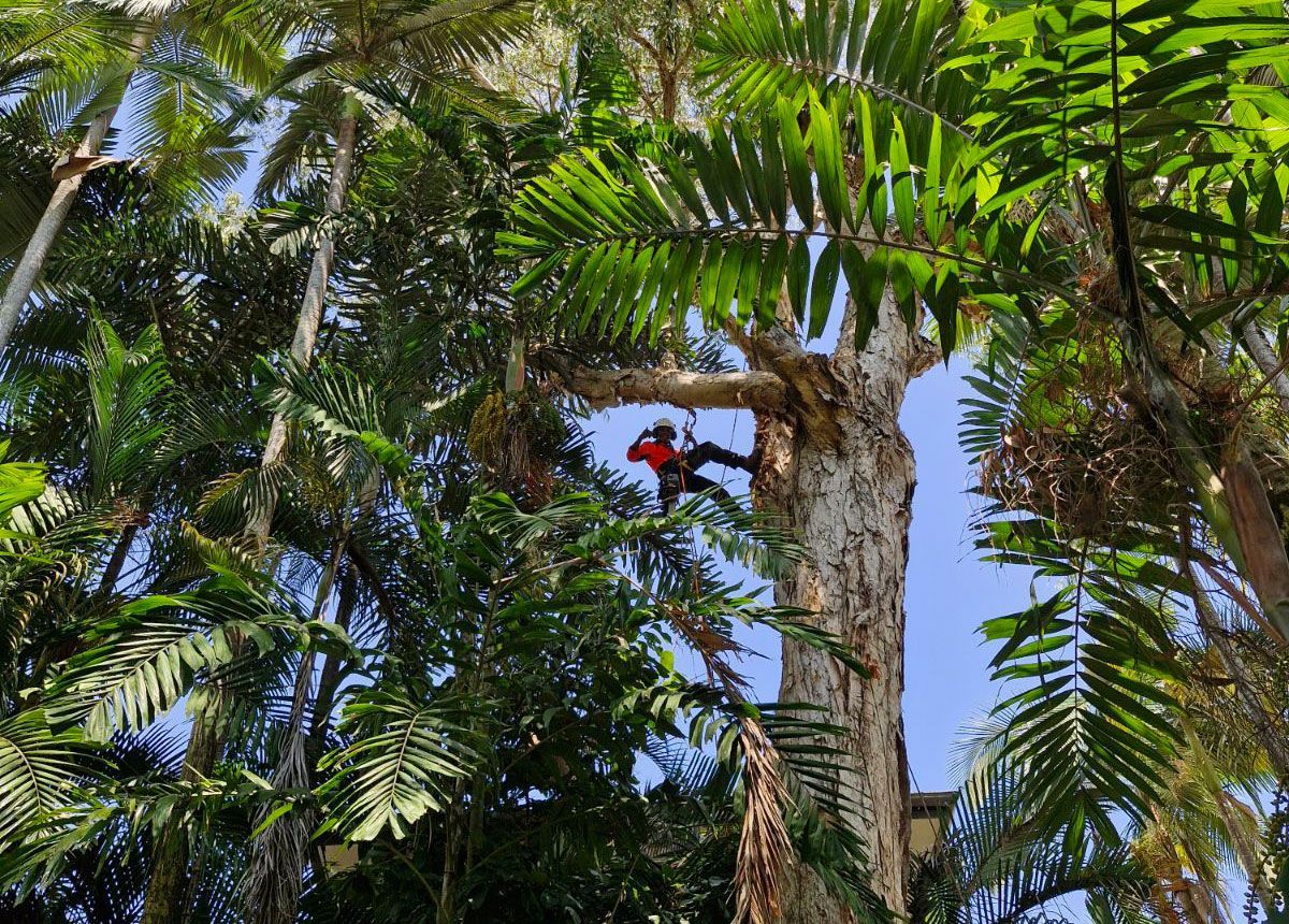 Arborist With Harness On A Tree In Cairns
