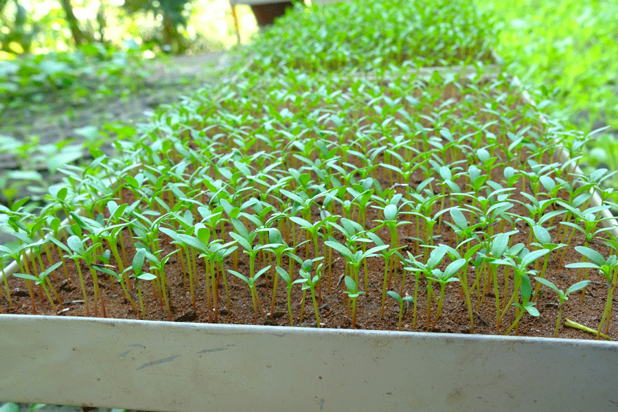 Seeding — Akron, OH — PL Landscape Construction