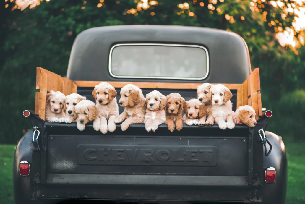 A group of puppies are sitting in the back of a chevrolet truck