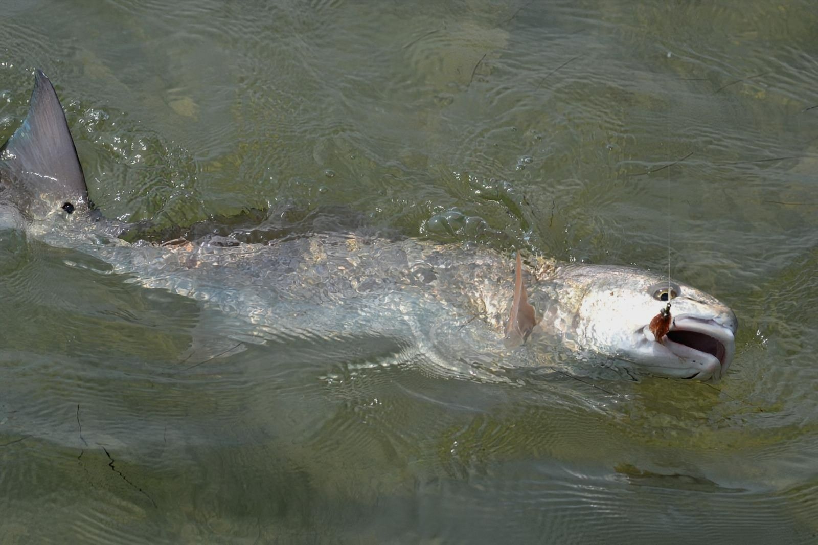 A fish is swimming in the water with a hook in its mouth.