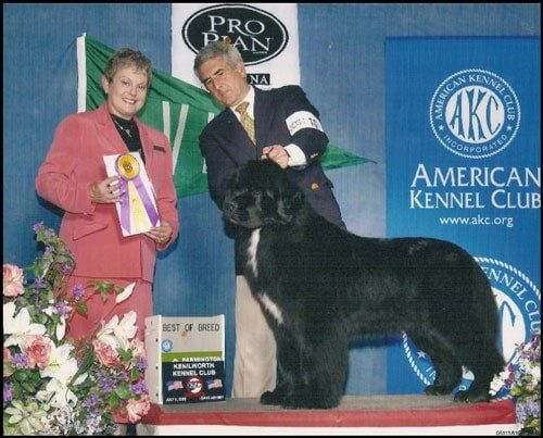 American Kennel Club - Greystone Kennel - Rehoboth MA