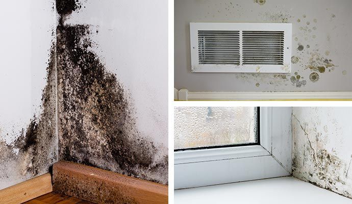 Mold growth on walls, air vent, and window frame, showing discoloration and texture variations.