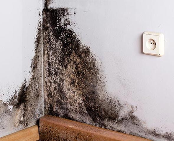 Mold growing on a corner wall, near a wooden baseboard and electrical outlet.