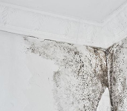 Mold growth on a white interior wall and ceiling. Black and gray patches.