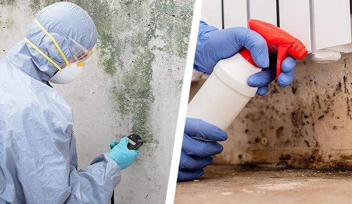 Two images: person in protective suit assessing mold, and gloved hand spraying mold on wall.