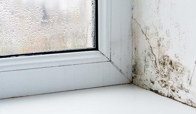 Window corner with condensation and mold growth on the wall.