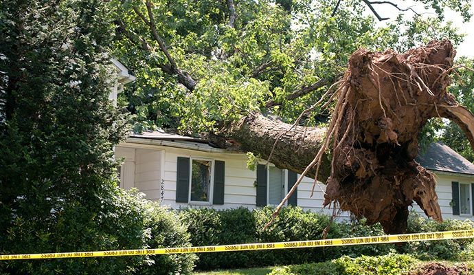 Fallen tree on a house roof. Large roots visible, yellow caution tape in front.