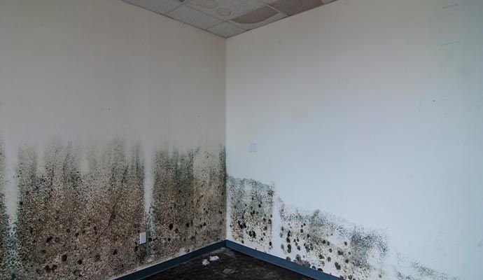 Mold growth on interior walls of a room. White paint with black and green discoloration.