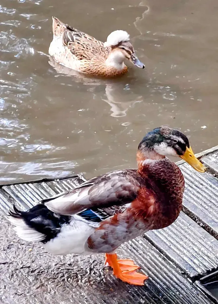 A duck standing on a dock next to a duck in the water