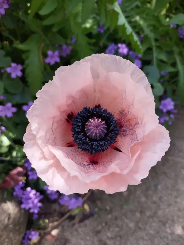 A close up of a pink poppy with purple flowers in the background.