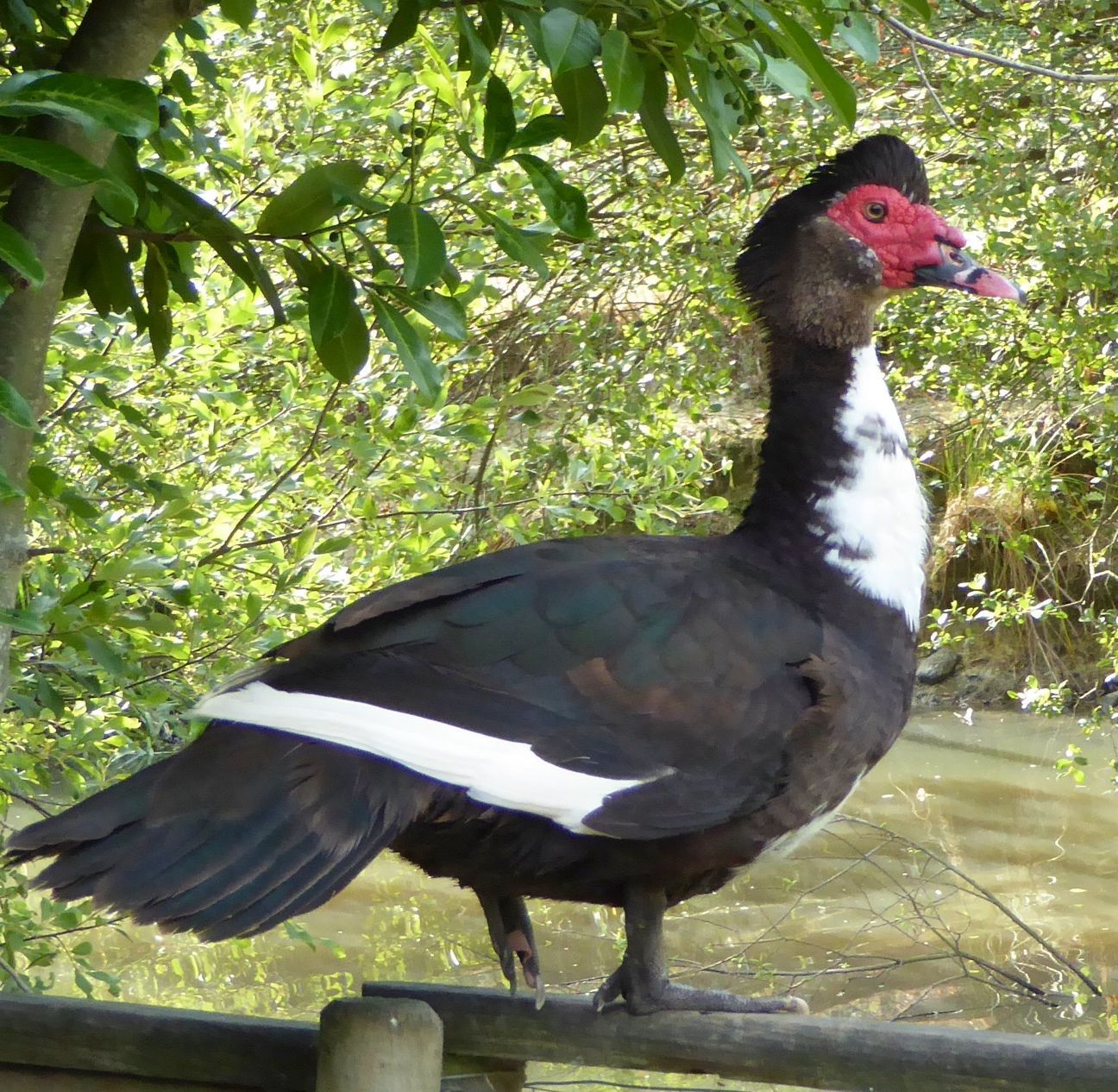 A black and white bird with a red beak is standing on a wooden fence
