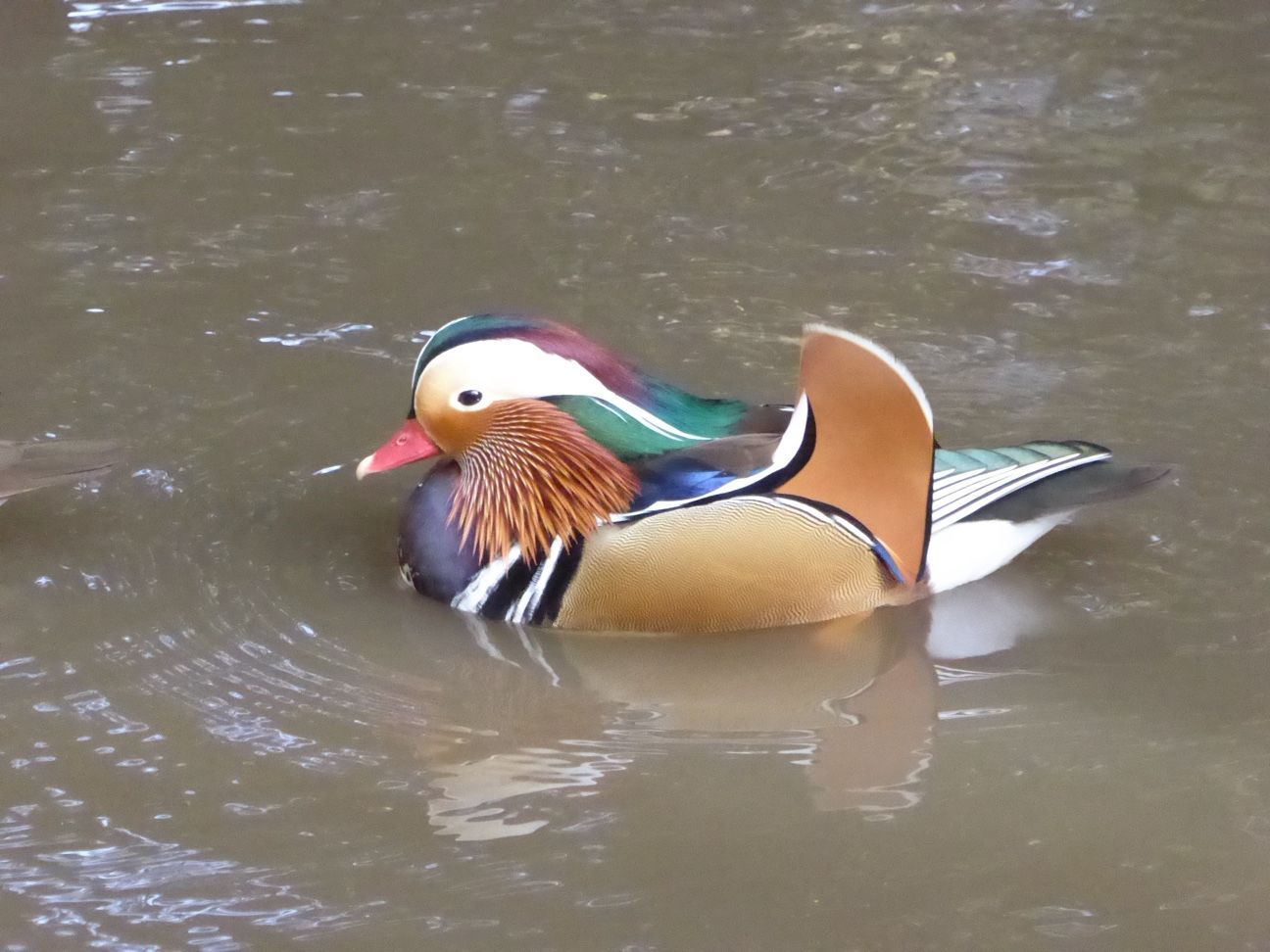 A colorful duck is swimming in the water