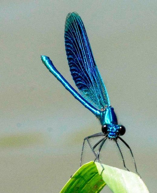 A blue dragonfly is perched on a green leaf