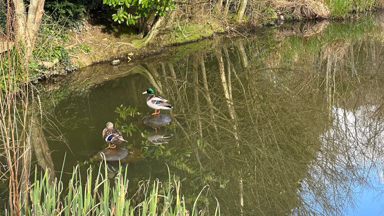 A couple of ducks are swimming in a pond.