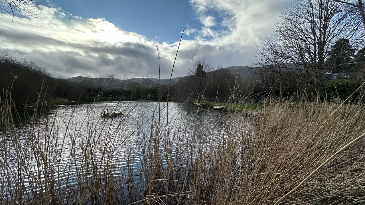 A lake surrounded by tall grass and trees on a cloudy day.