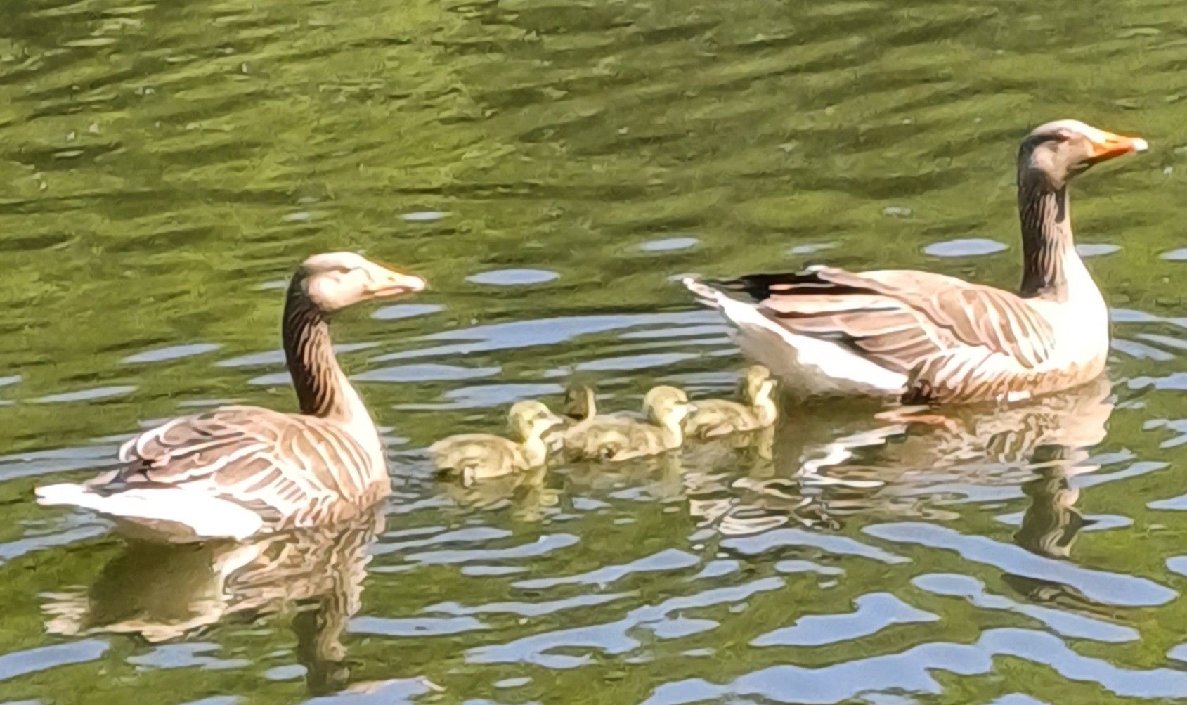 A mother goose and her ducklings are swimming in a lake.