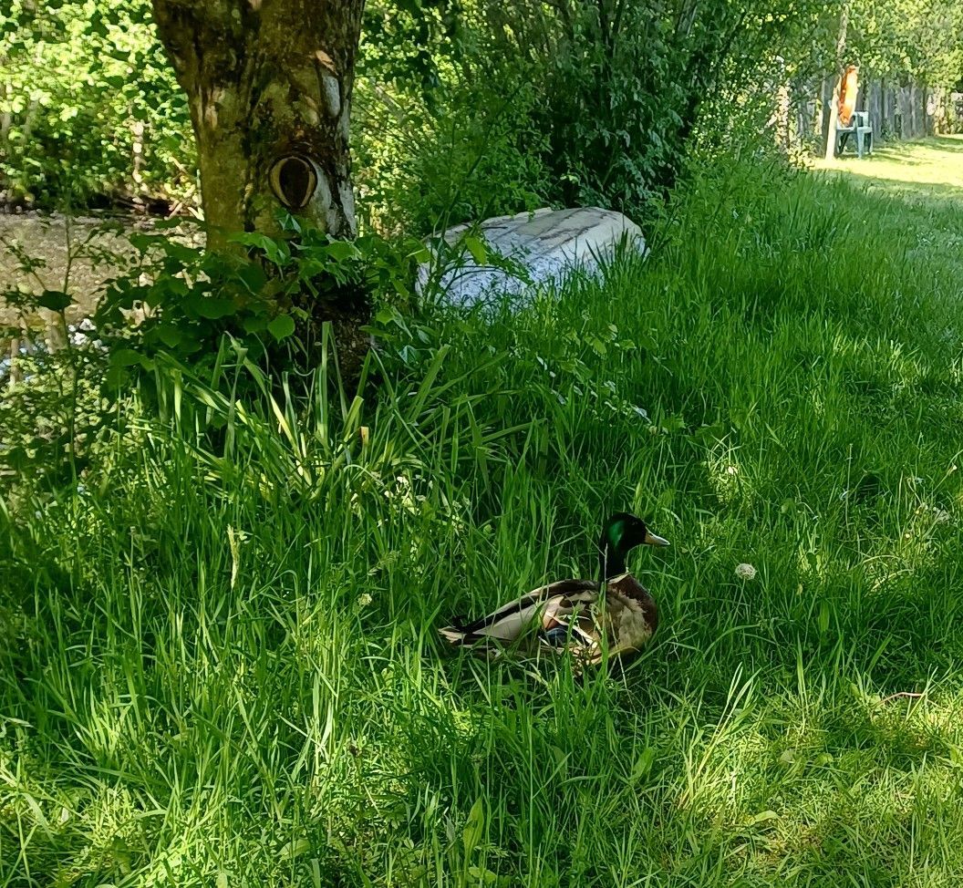 A duck is sitting in the grass near a tree.