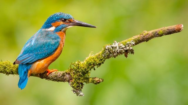 A blue and orange bird perched on a mossy branch.