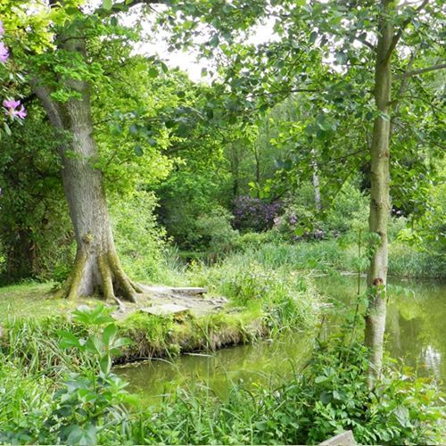 A small island in the middle of a pond surrounded by trees.