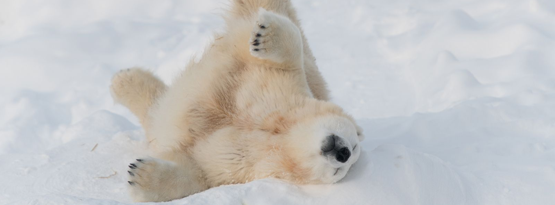 Polar Bear at Ranua Zoo Wildlife Park