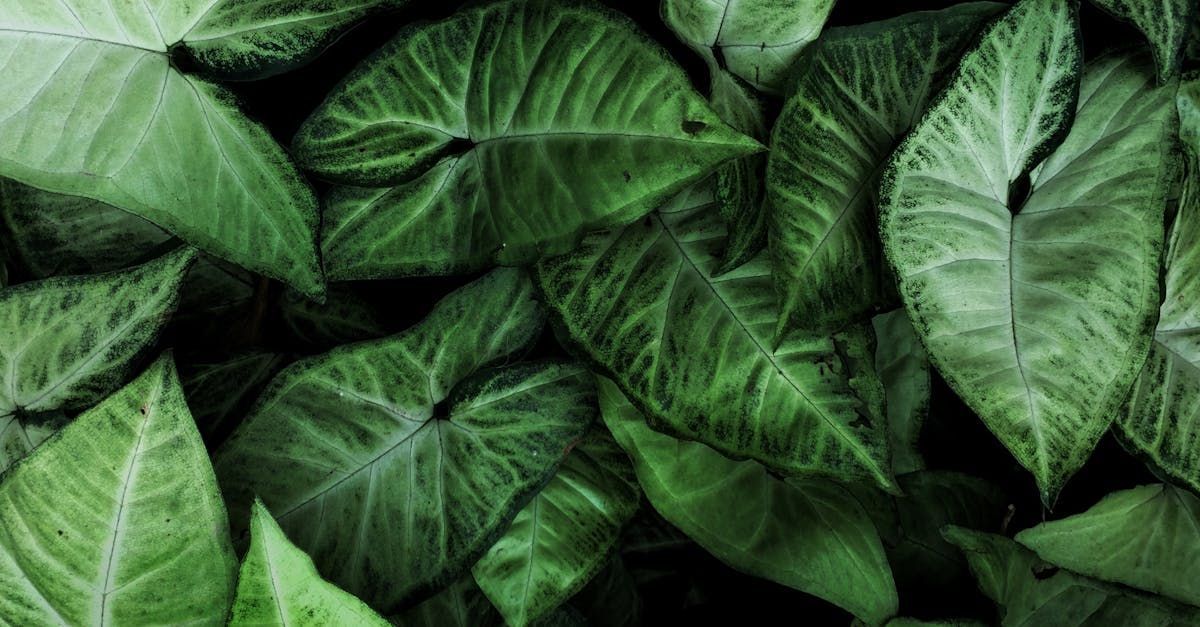 A close up of a bunch of green leaves on a plant.