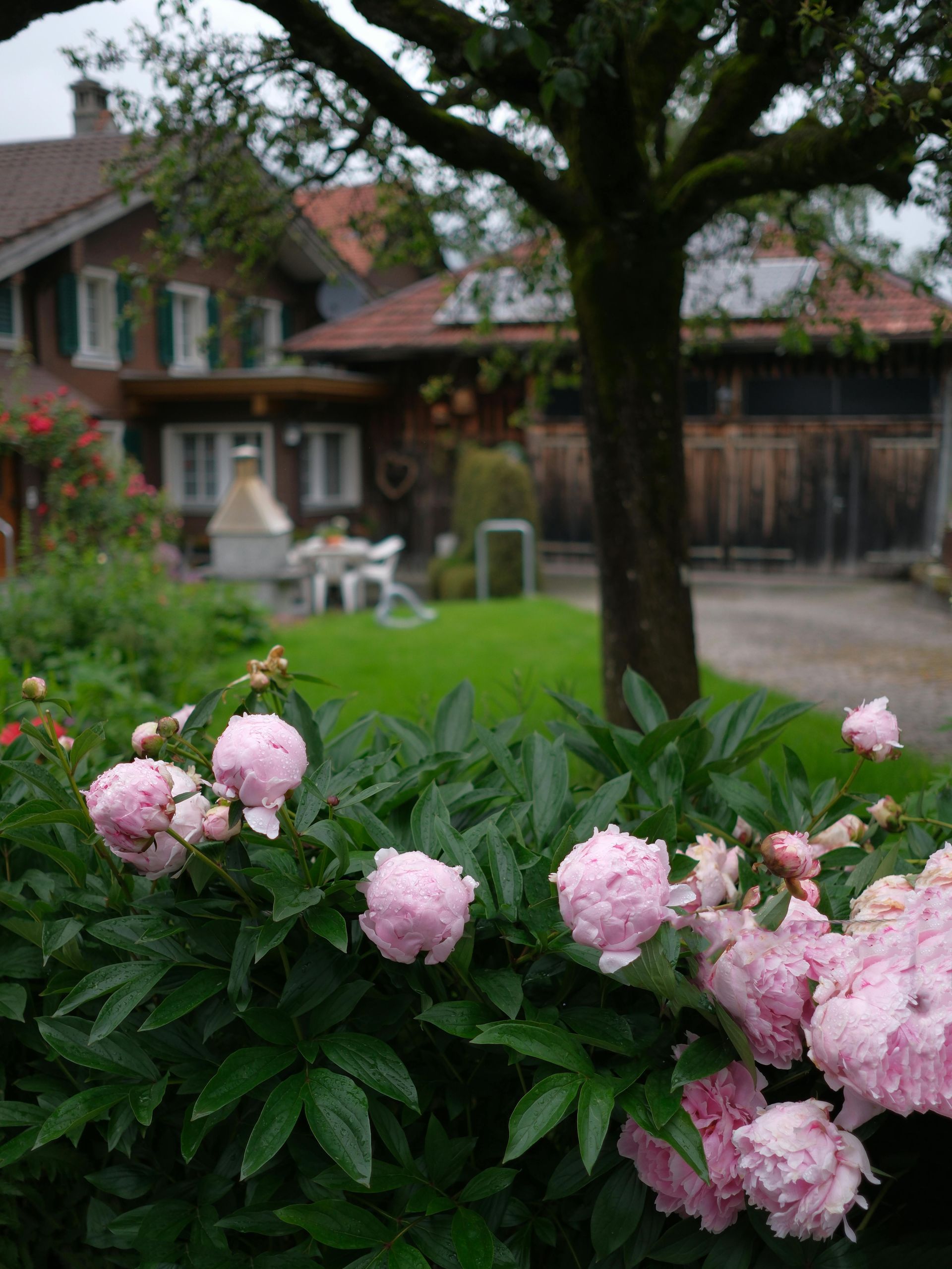 A bush with pink flowers in front of a house