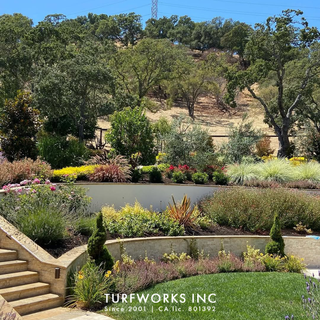 Terraced Napa, CA backyard with stone walls, stairs, and drought-tolerant landscaping by Turfworks Inc, expert landscaper.
