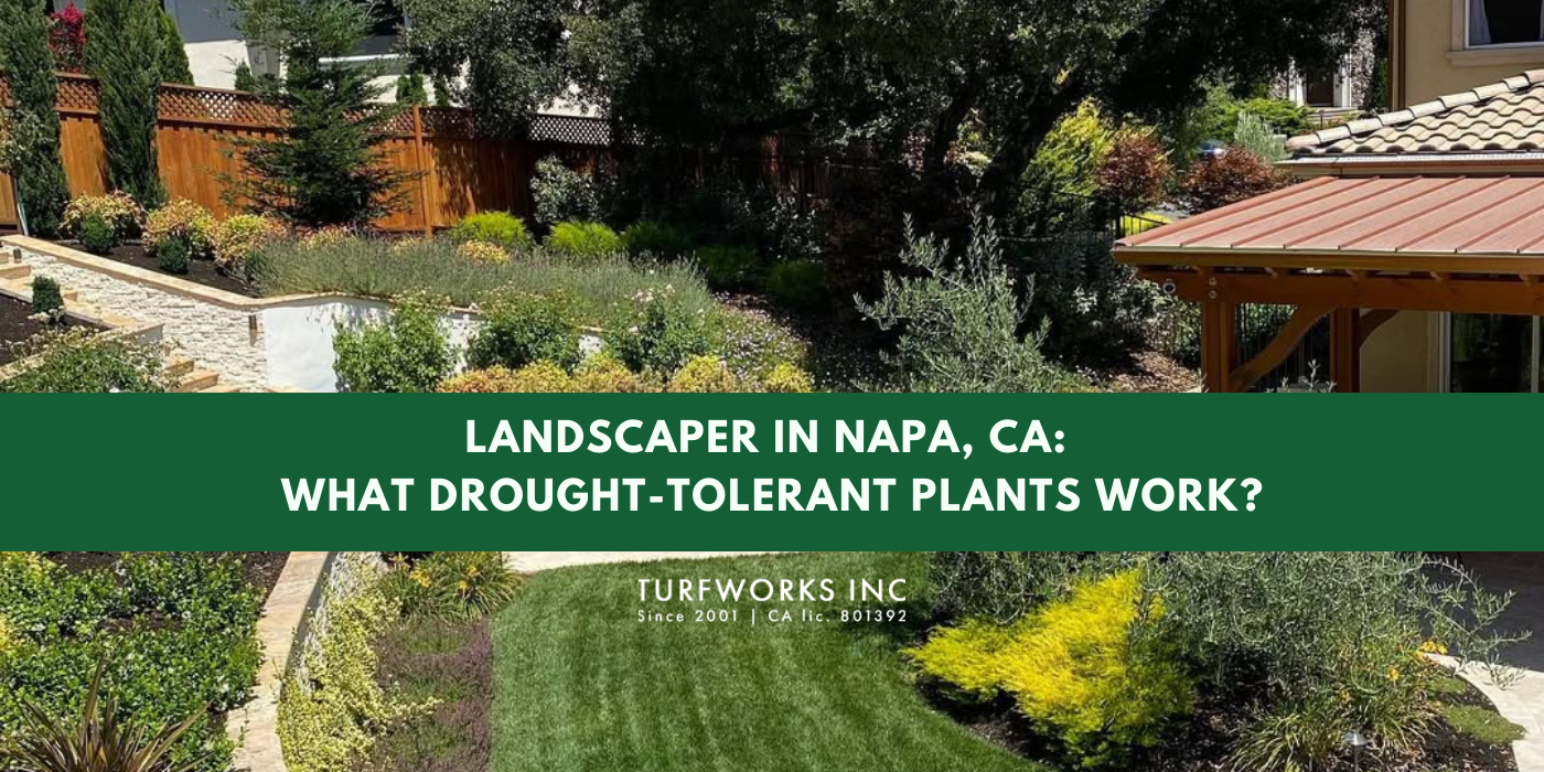 Napa garden with text: Landscaper in Napa, CA: What Drought-Tolerant Plants Work? Turfworks Inc.