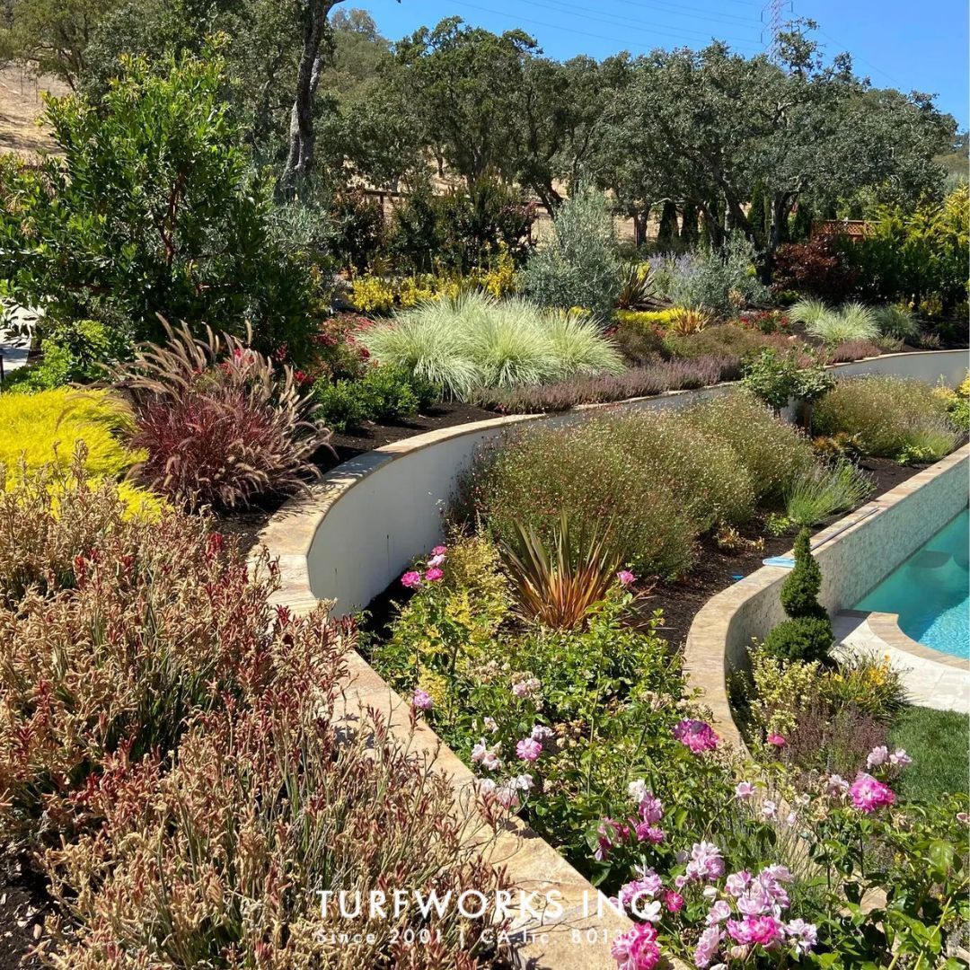 Turfworks Inc crew completing a full landscape design and paver installation for a Napa California residential outdoor space