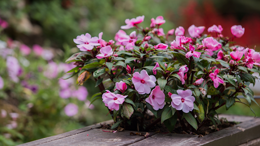 A bunch of pink flowers are growing on a wooden fence.