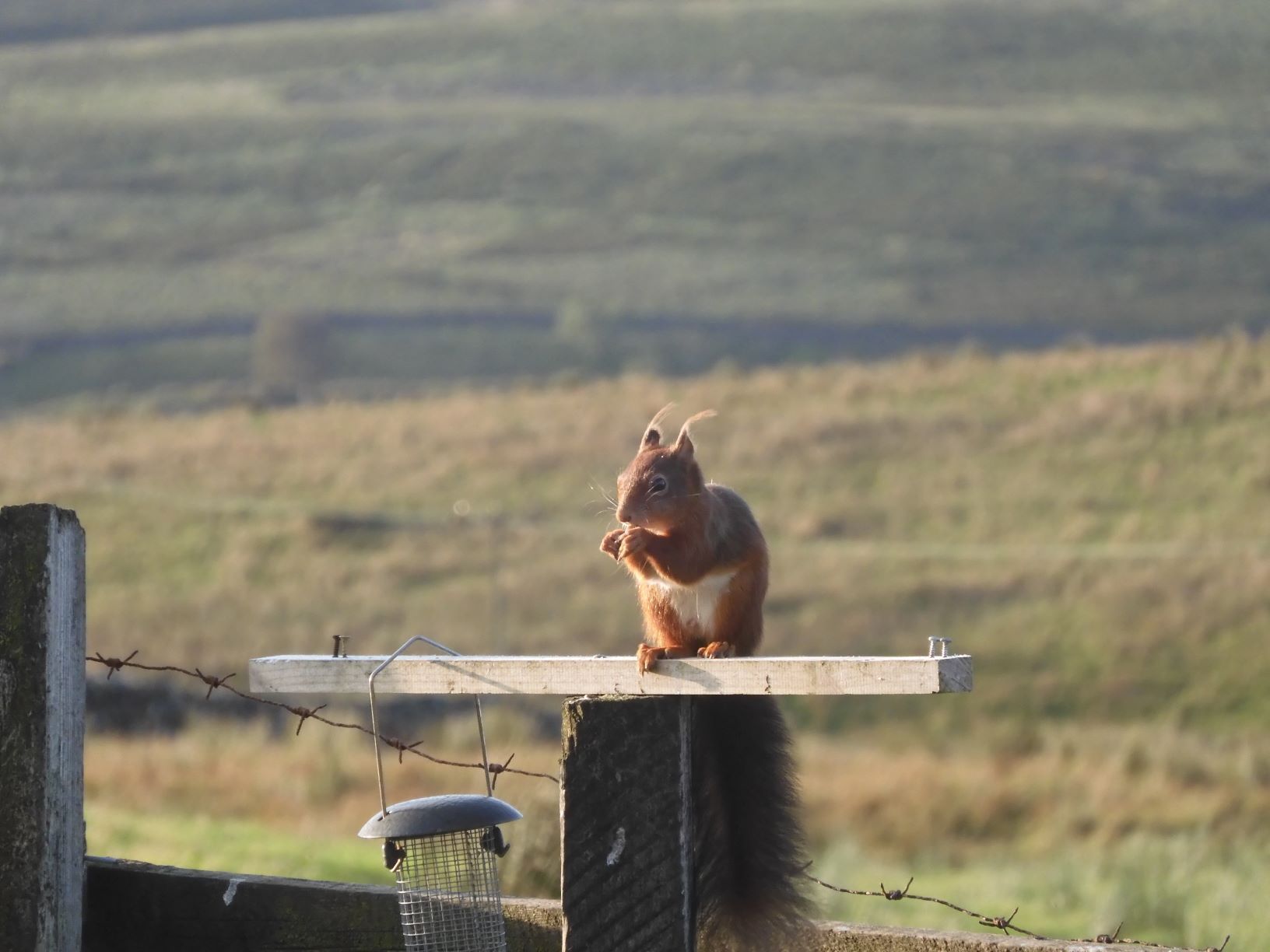 Squirrel on birdfeeder at Blades Cottage
